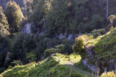 POKEKA GOLD - REMOTE ADVENTURE HUNTING